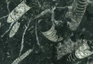 Nero Fossil granite is a fantastic marble tile for use in kitchens and bathrooms. Great as a splash back or benchtops.